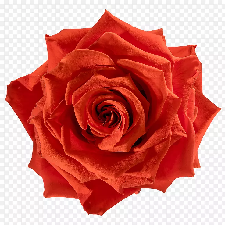 花园玫瑰，卷心菜，玫瑰花，红色砧木摄影-花