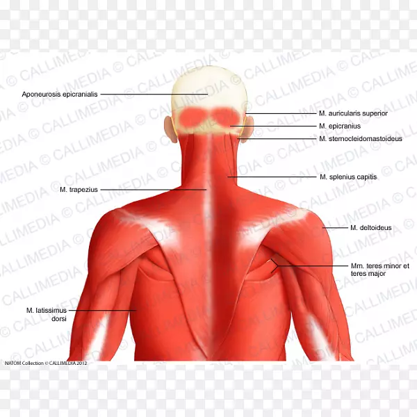 颈、头、颈后三角解剖人体肌肉背阔肌