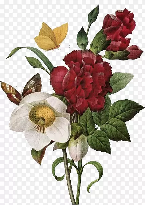 最美丽的花朵是一朵红金库：从皮埃尔-约瑟夫·雷杜特(1759-1840)的百合花中选出的468种水彩画-玫瑰-花朵。