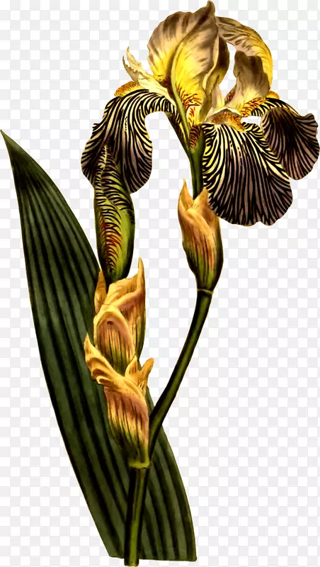 Kew花园植物学柯蒂斯的植物学杂志虹膜Croatica iris Florentina-植物
