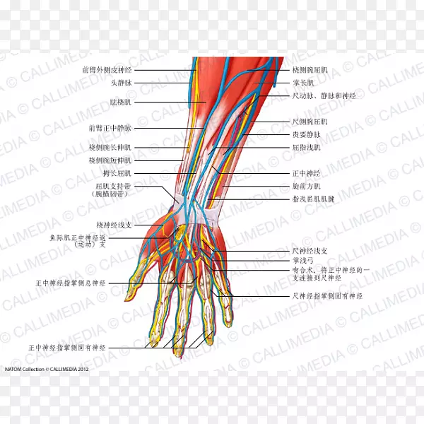 前臂神经前室解剖