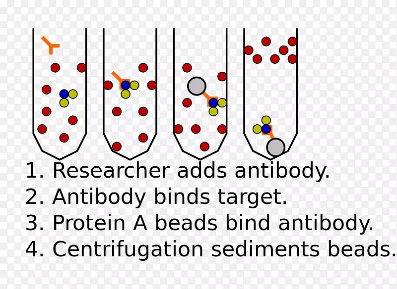 免疫沉淀蛋白-蛋白质相互作用试验-双杂交筛选-免疫共沉淀