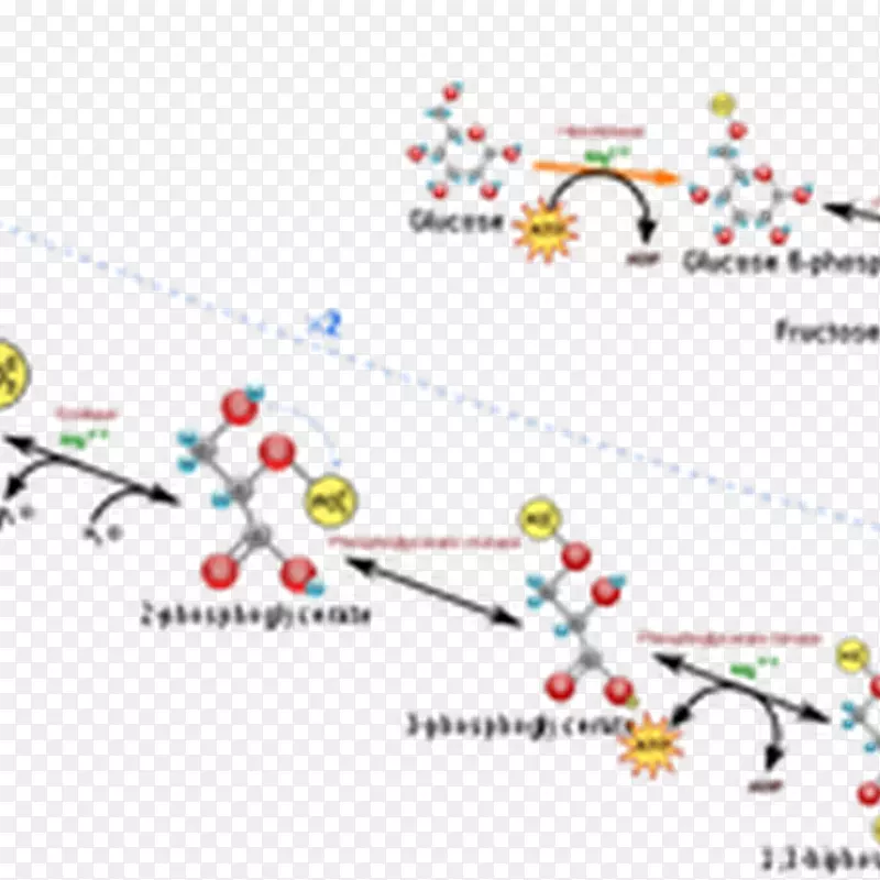 糖酵解代谢途径生物化学反应-科学