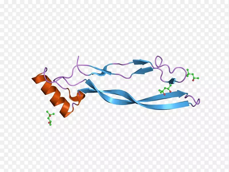 gdf 5 gdf 11生长分化因子蛋白基因