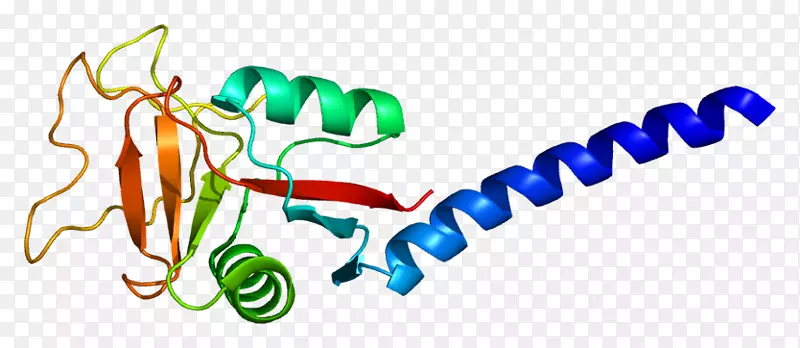 clec3b蛋白ensembl基因c型凝集素