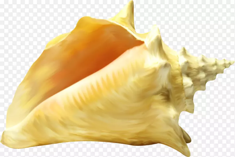 贝壳类软体动物贝壳学.海贝壳