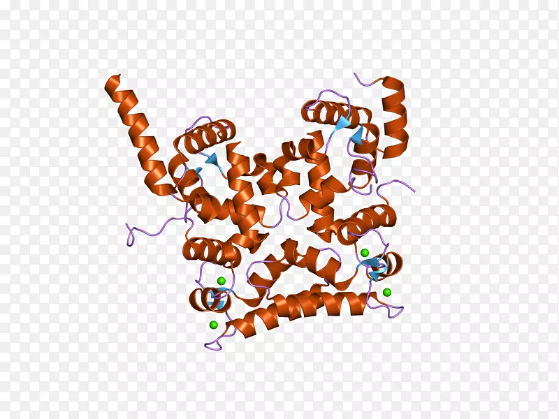 钙调神经磷酸酶b同源蛋白1基因钙