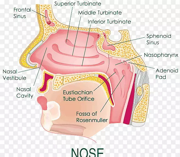 人鼻腔图的解剖-鼻图