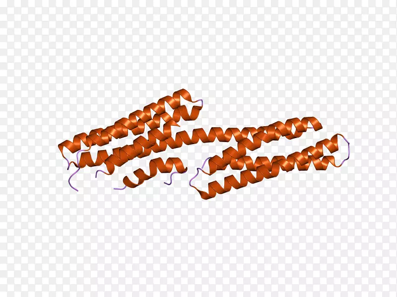 长春新蛋白整合素细胞骨架肌动蛋白-蛋白