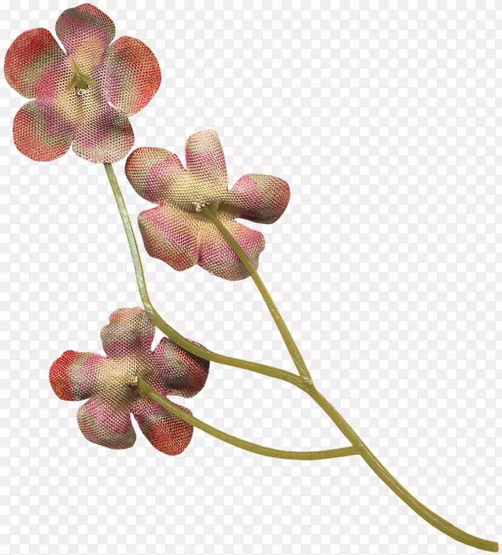 飞蛾兰花剪贴花瓣植物茎