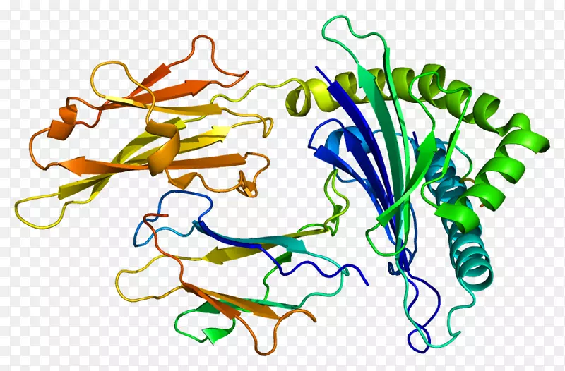 hla-g人白细胞抗原hla-f hla-b主要组织相容性复合物
