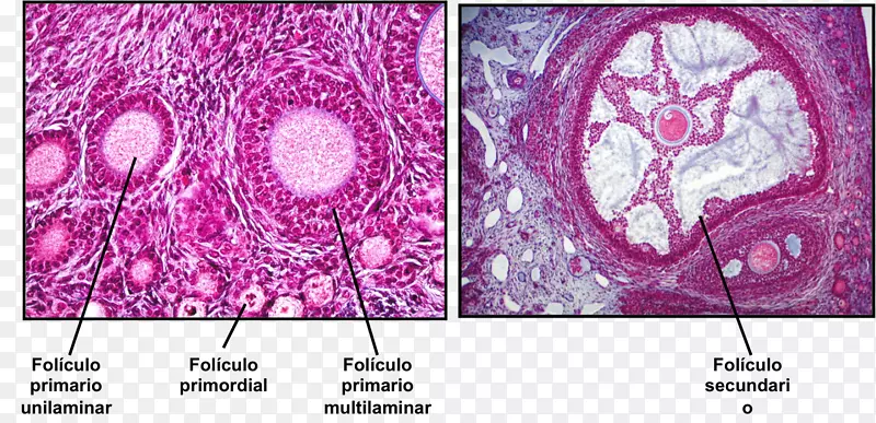 卵泡胚胎学中的卵泡卵母细胞-雌性生殖系统