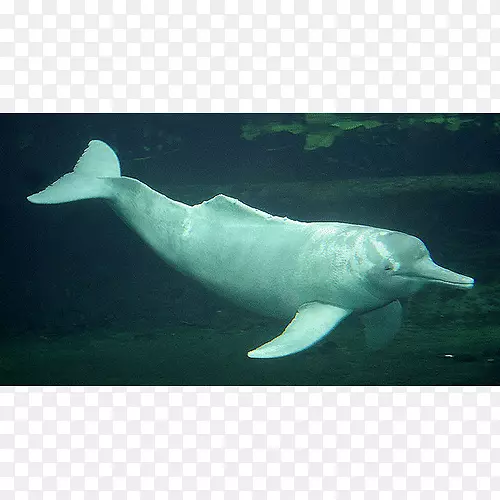 亚马逊河海豚-海豚
