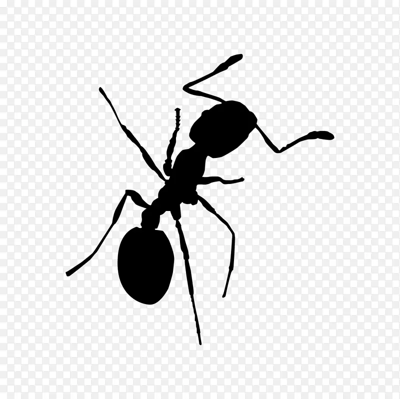 红火蚁昆虫蟑螂害虫