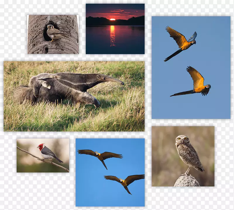 Beak生态系统动物群-动物