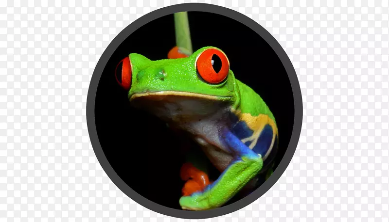 红眼树蛙两栖动物中美洲-青蛙