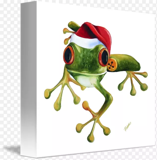 真正的树蛙-圣诞树青蛙