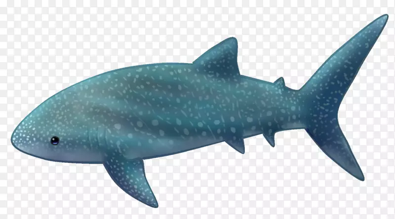 鲨鱼、鲸鲨、鳞状鲨鱼、鲸目动物绘画