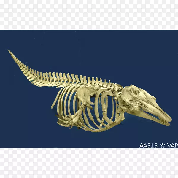 白鲸骨骼蓝鲸骨骼
