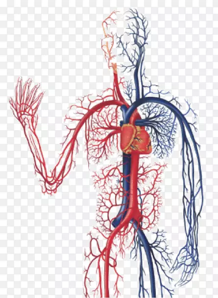 心脏诊断医学超声的心血管系统解剖：血管系统、人体血液