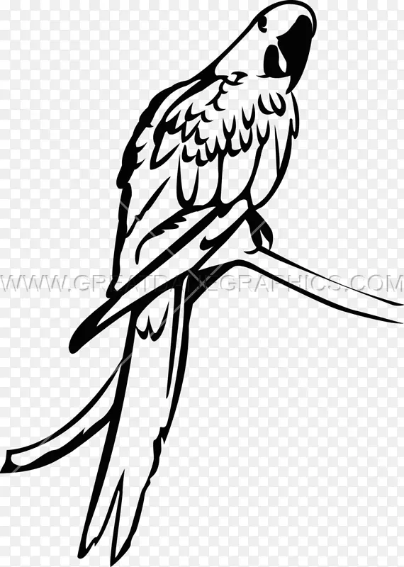 鹦鹉鸟夹艺术鹦鹉