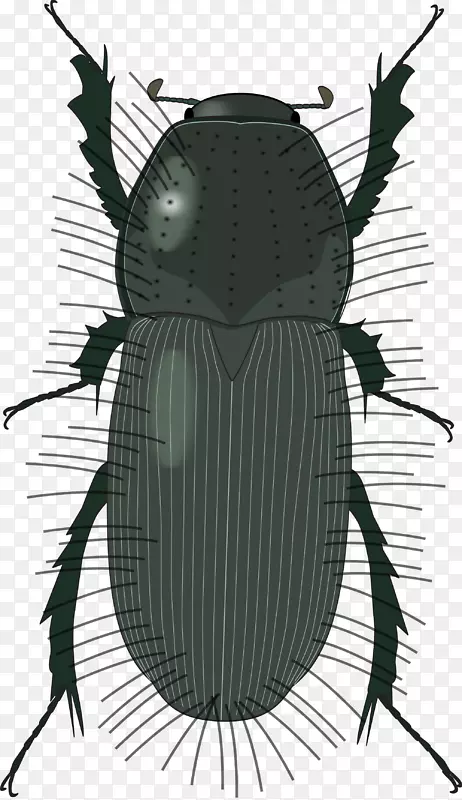 木甲虫-观察甲虫-甲虫