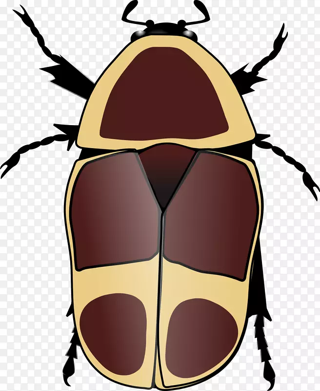 欧洲月季甲虫