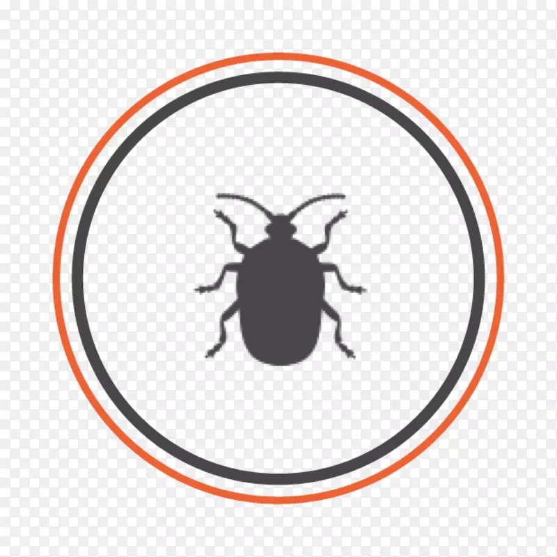 甲虫所有好的害虫解决方案棕色马氏体臭虫床臭虫-甲虫