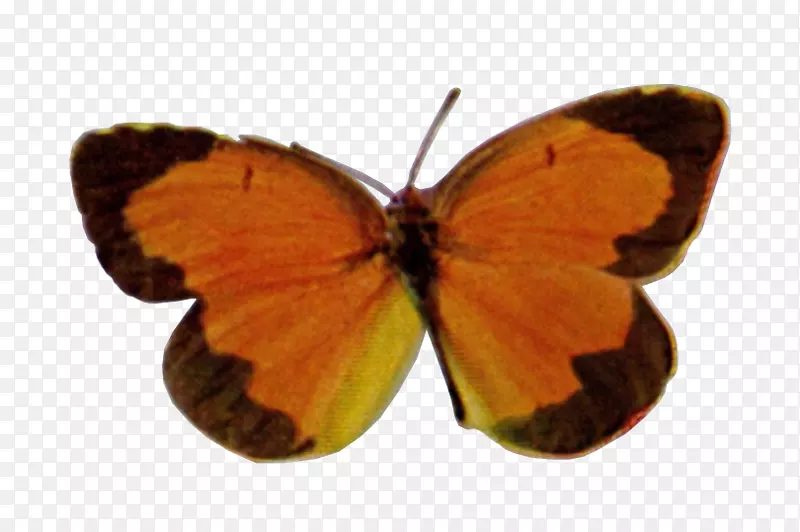 乌云密布的黄色，毛茸茸的蝴蝶，有翅膀的蝴蝶，飞蛾-蝴蝶