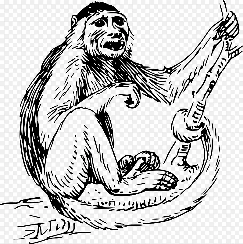 卷尾猴剪贴画-猴子