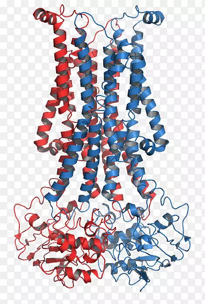 翻转酶磷脂ATP酶跨膜蛋白生物膜