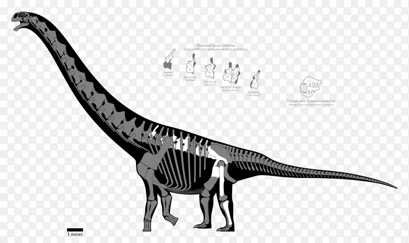 阿根廷龙Puertasauruspatagotitan Add.8 amphicoelias-恐龙