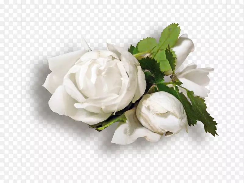花园玫瑰花白色剪贴画-花