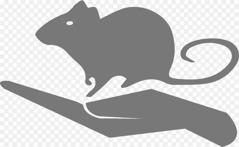 胡须鼠猫科学家-老鼠