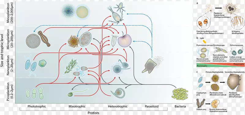 原生质混合微生物生态食物网微生物