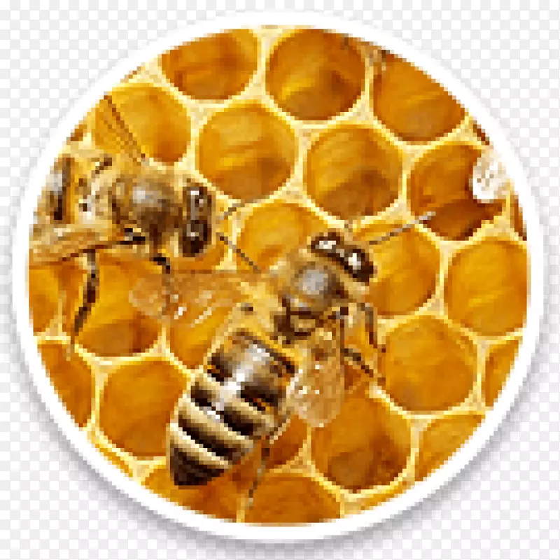蜂蜡西方蜜蜂蜂巢