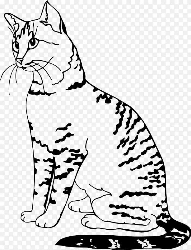 小胡子猫野猫家养短毛猫