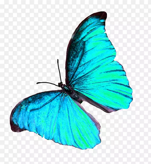 毛茸茸的蝴蝶，玻璃翅膀的蝴蝶，有翅膀的蝴蝶，昆虫蝴蝶