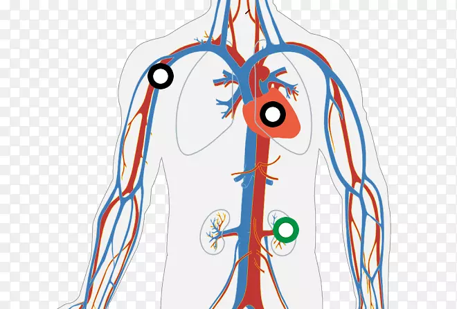 循环系统人体体表心心图