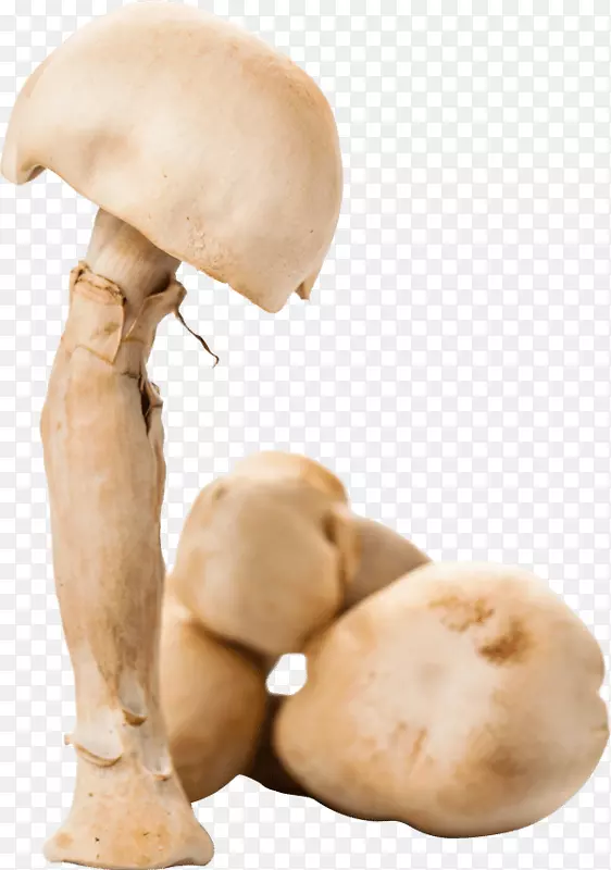 木耳菇膳食补充剂葡聚糖蘑菇