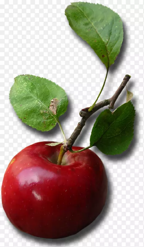 苹果食品彩色剪贴画-苹果