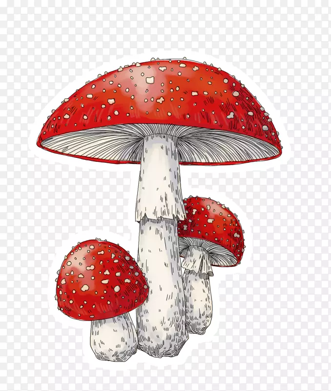 天野毒蕈艺术画蘑菇-蘑菇