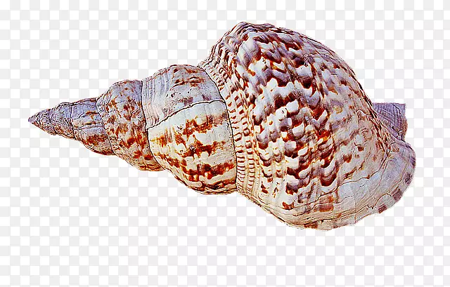 卡拉科拉海螺