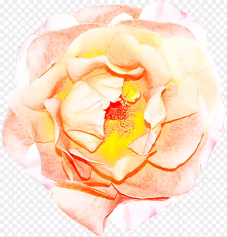 花园玫瑰切花花瓣玫瑰