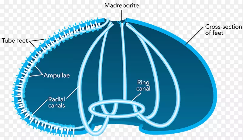 海胆水维管系统棘皮动物海星循环系统-海星
