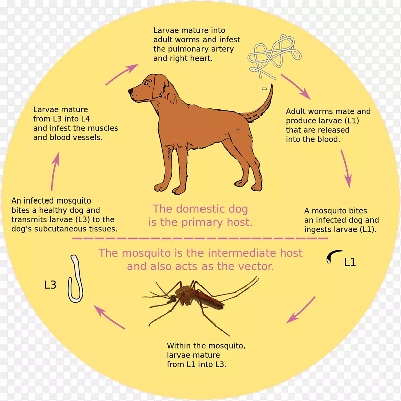 狗心虫蚊子生物生命周期-狗