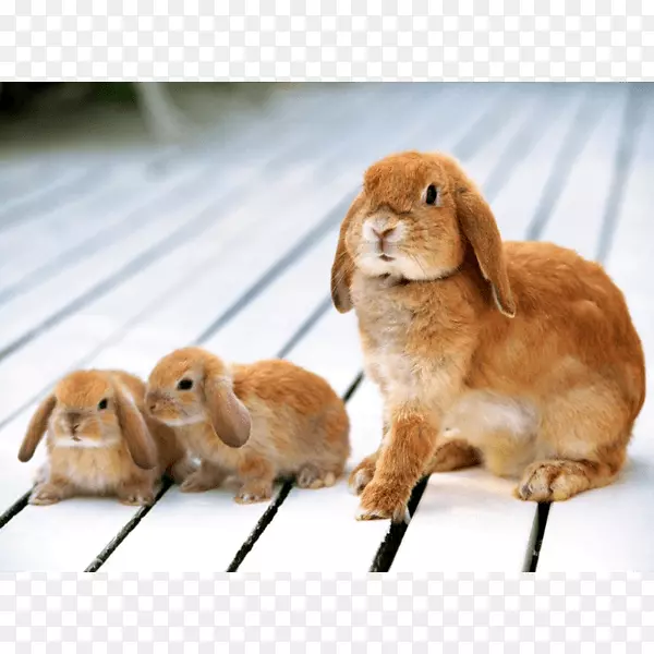 荷兰兔宝宝，家养兔子，佛兰德大兔子-兔子