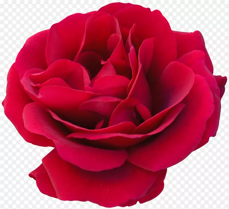 花园玫瑰，卷心菜，玫瑰花，切花，花瓣