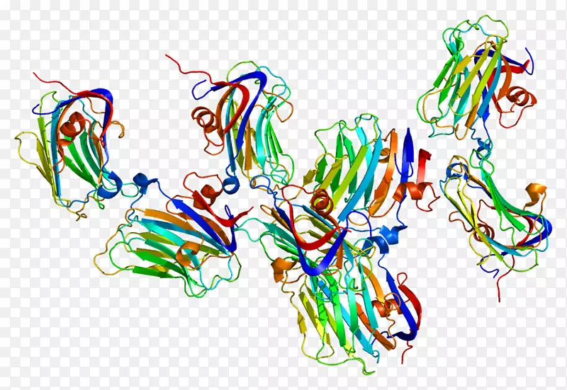 NRXN 1神经配体蛋白基因