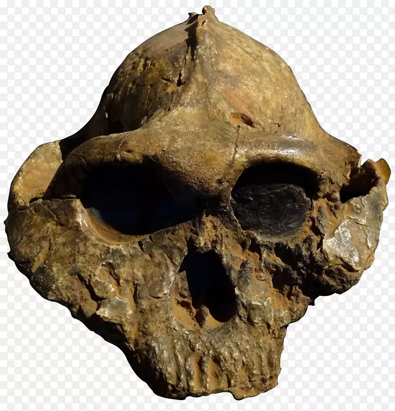 奥杜瓦伊峡谷，博伊西帕罗人，粗壮人头骨，哦，5-头骨